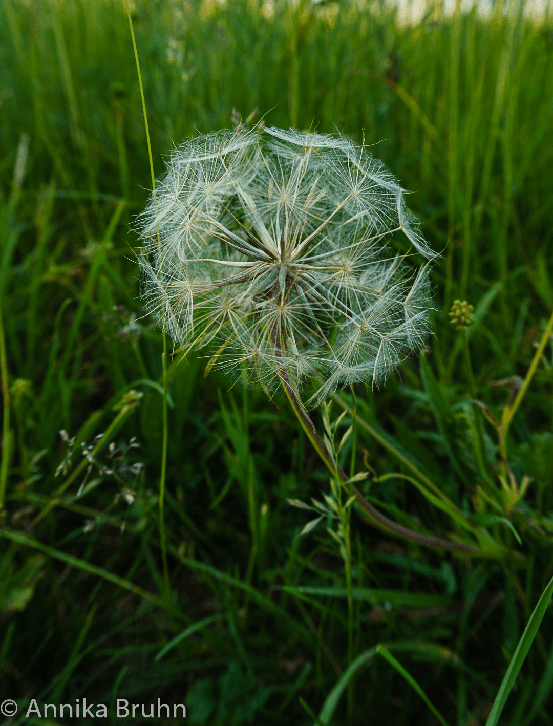 Pusteblume