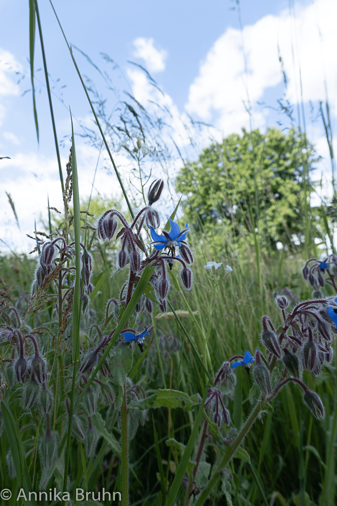 Blumenwiese