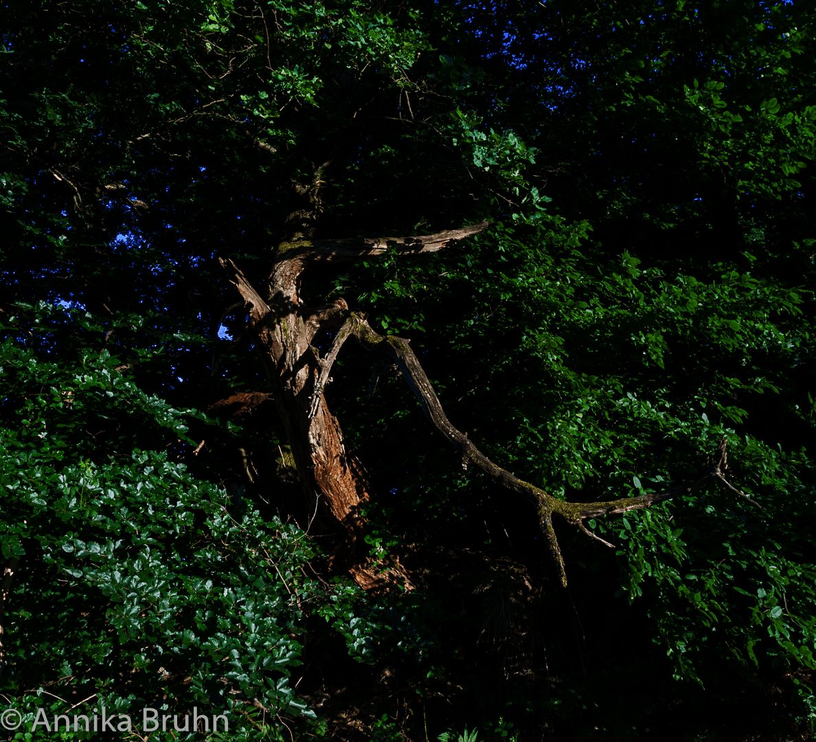 Baum
