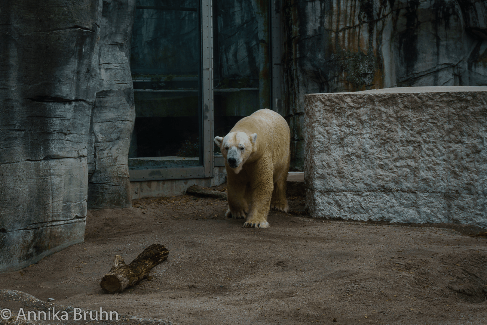 Eisbär