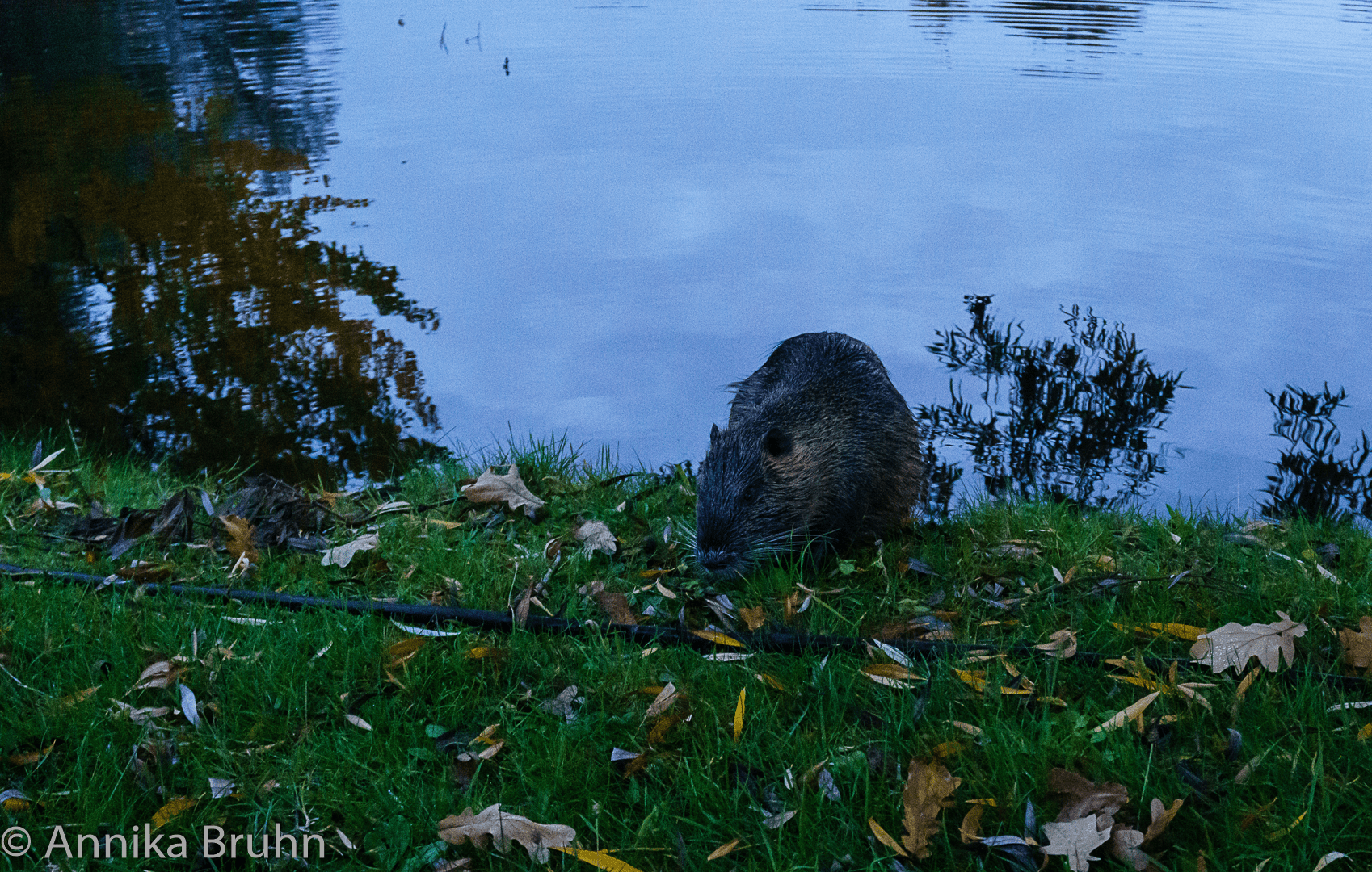Nutria