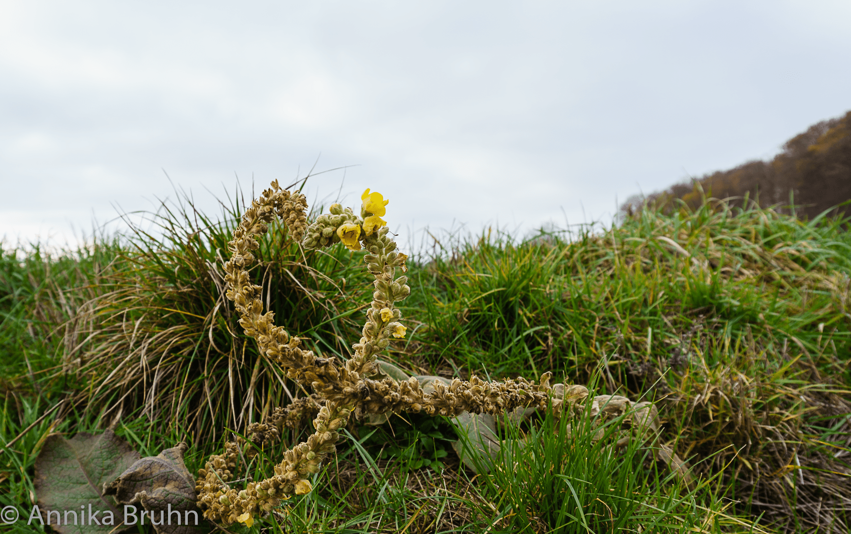 Herzblume