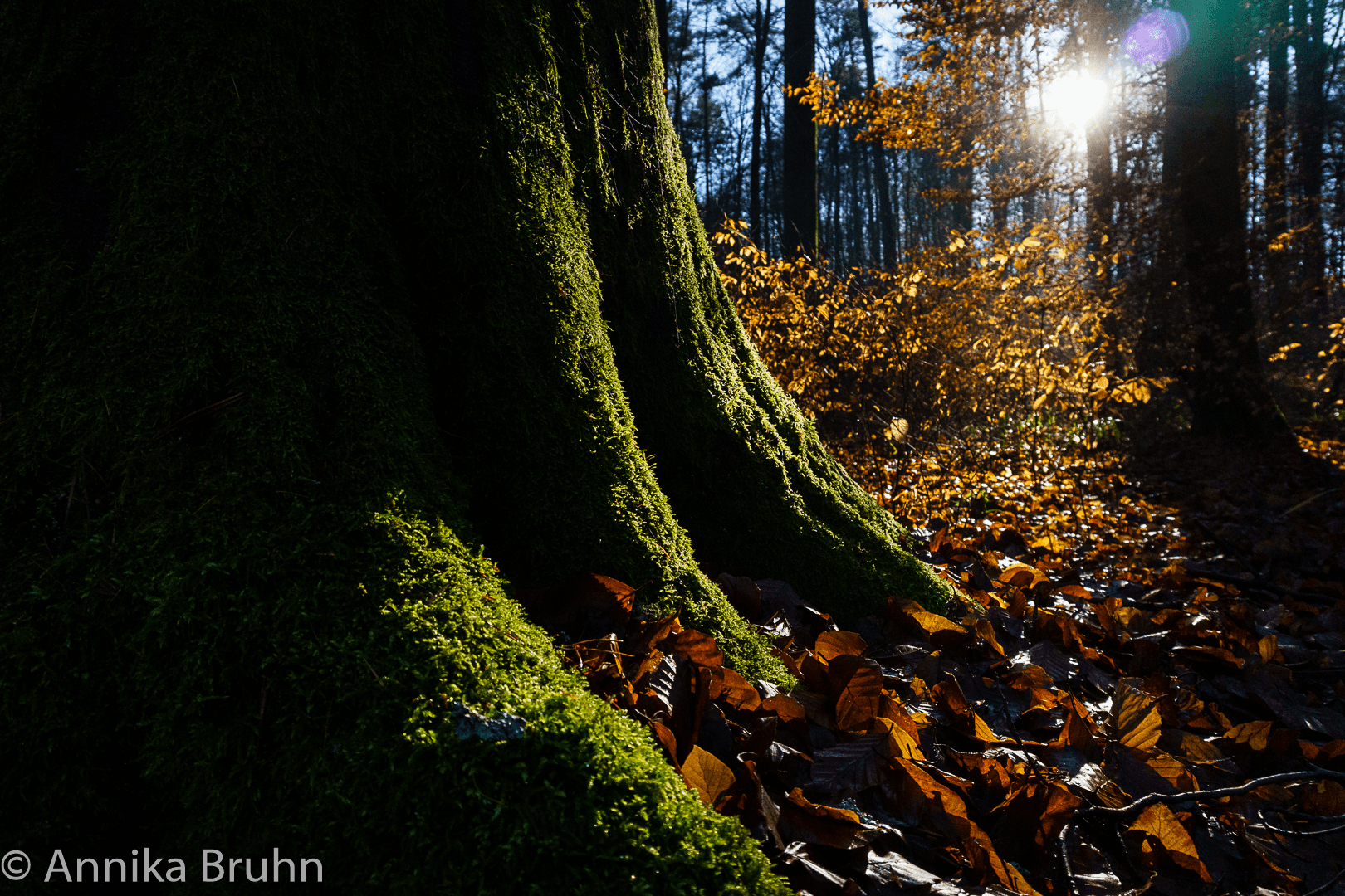 Herbsttraum