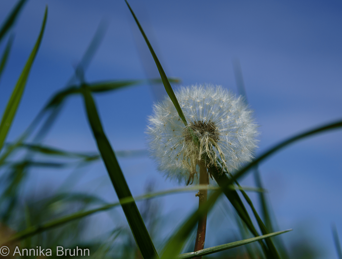 Pusteblume