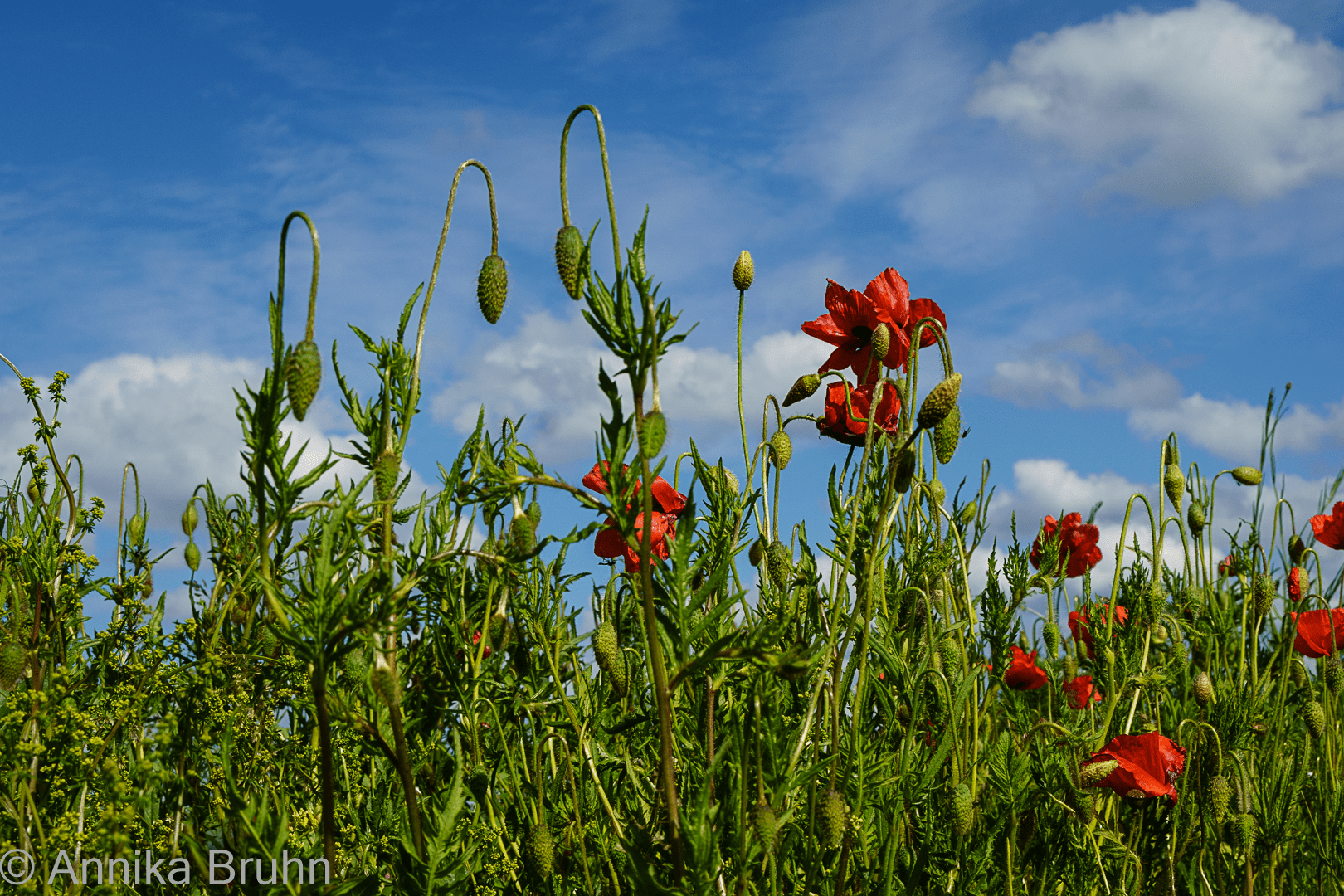 Mohnblumen