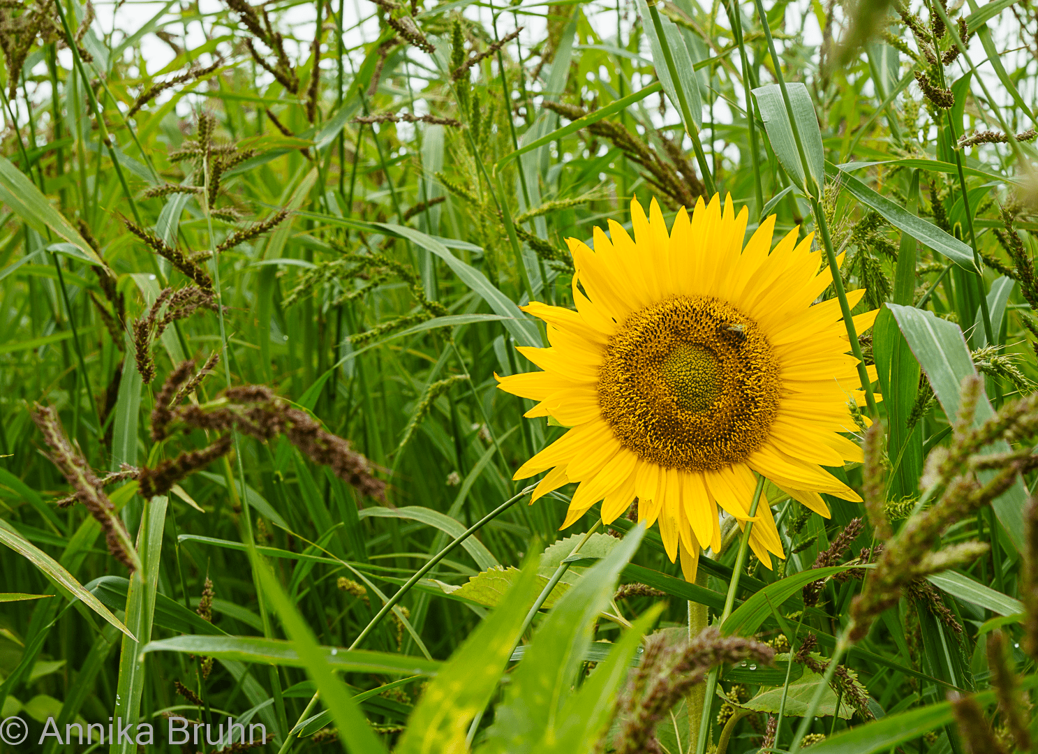 Sonnenblume