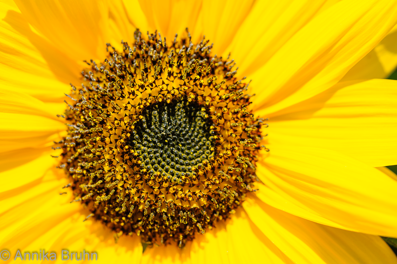 Sonnenblume