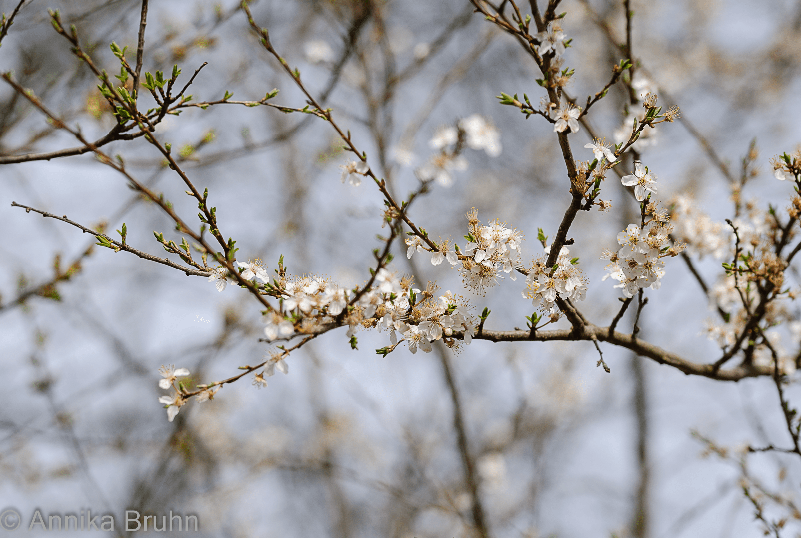 Kirschblüte!