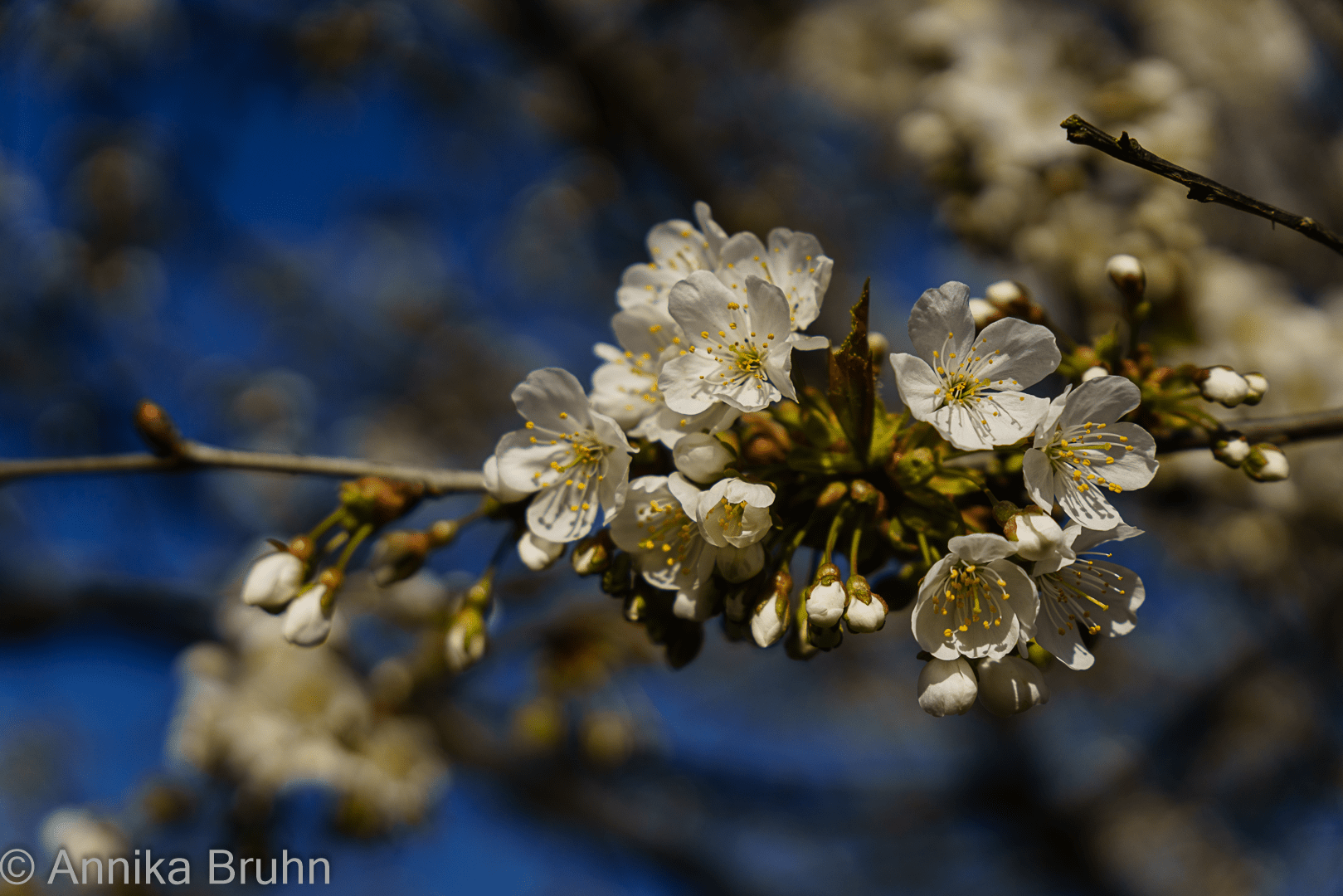 Kirschblüten!