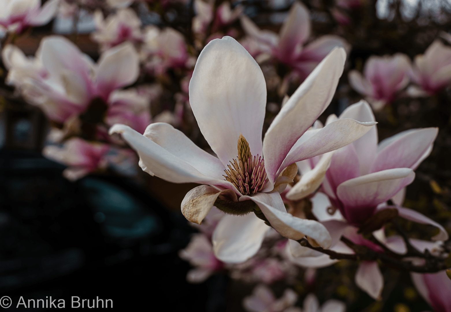 Tulpen-Magnolie