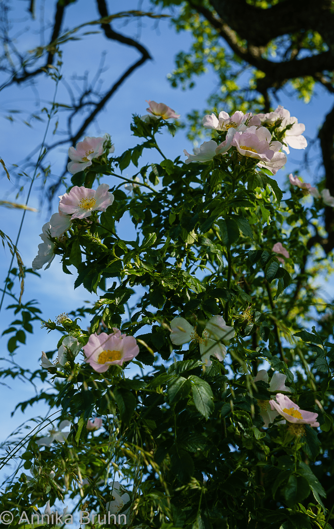 Kletterrose