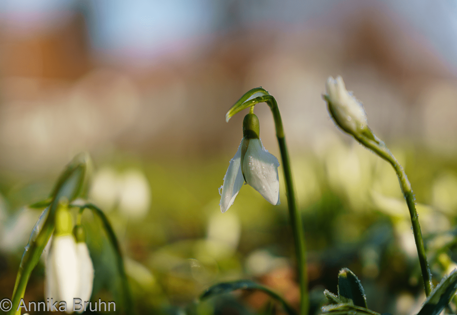 Schneeglöckchen