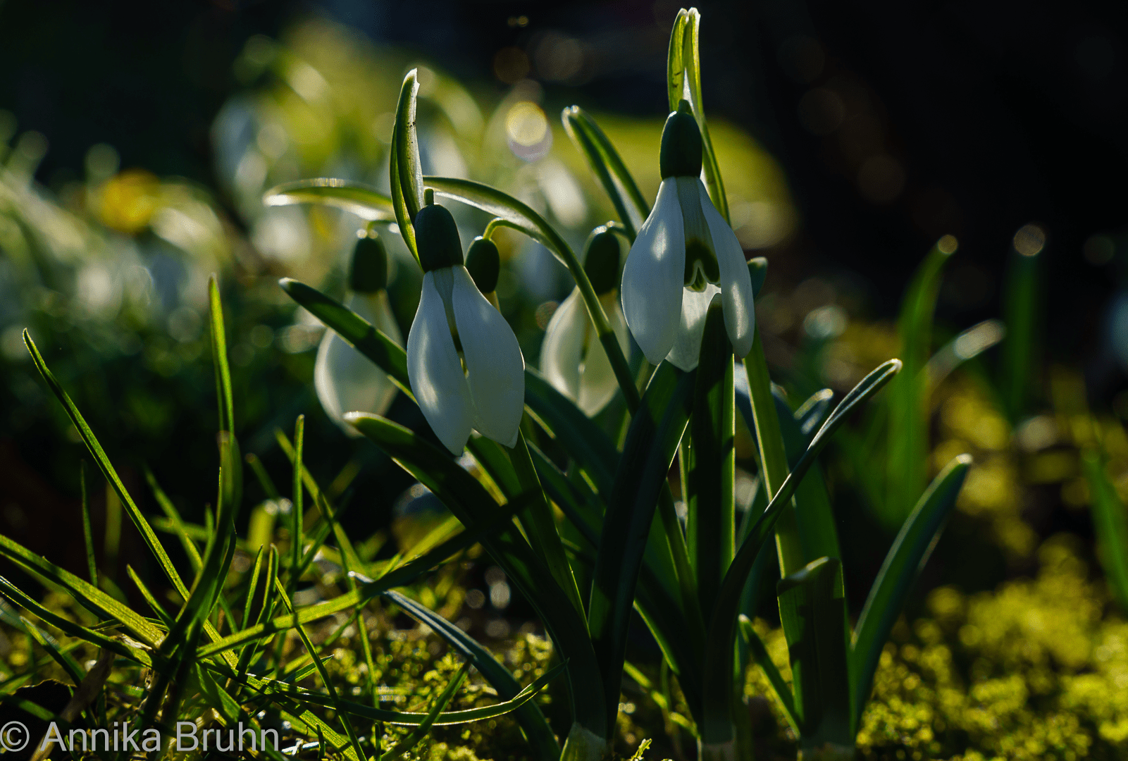 Schneeglöckchen!