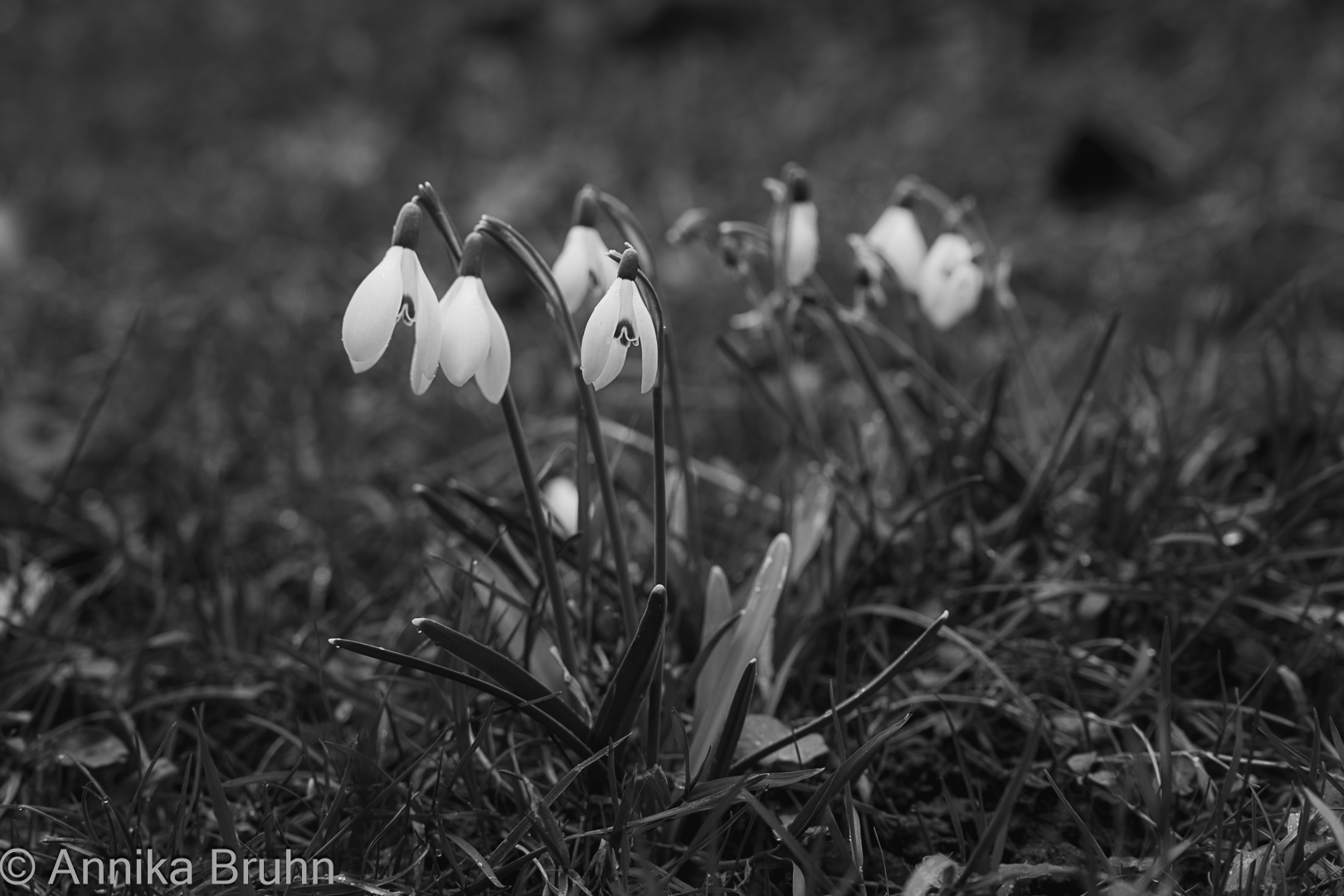 Schneeglöckchen!