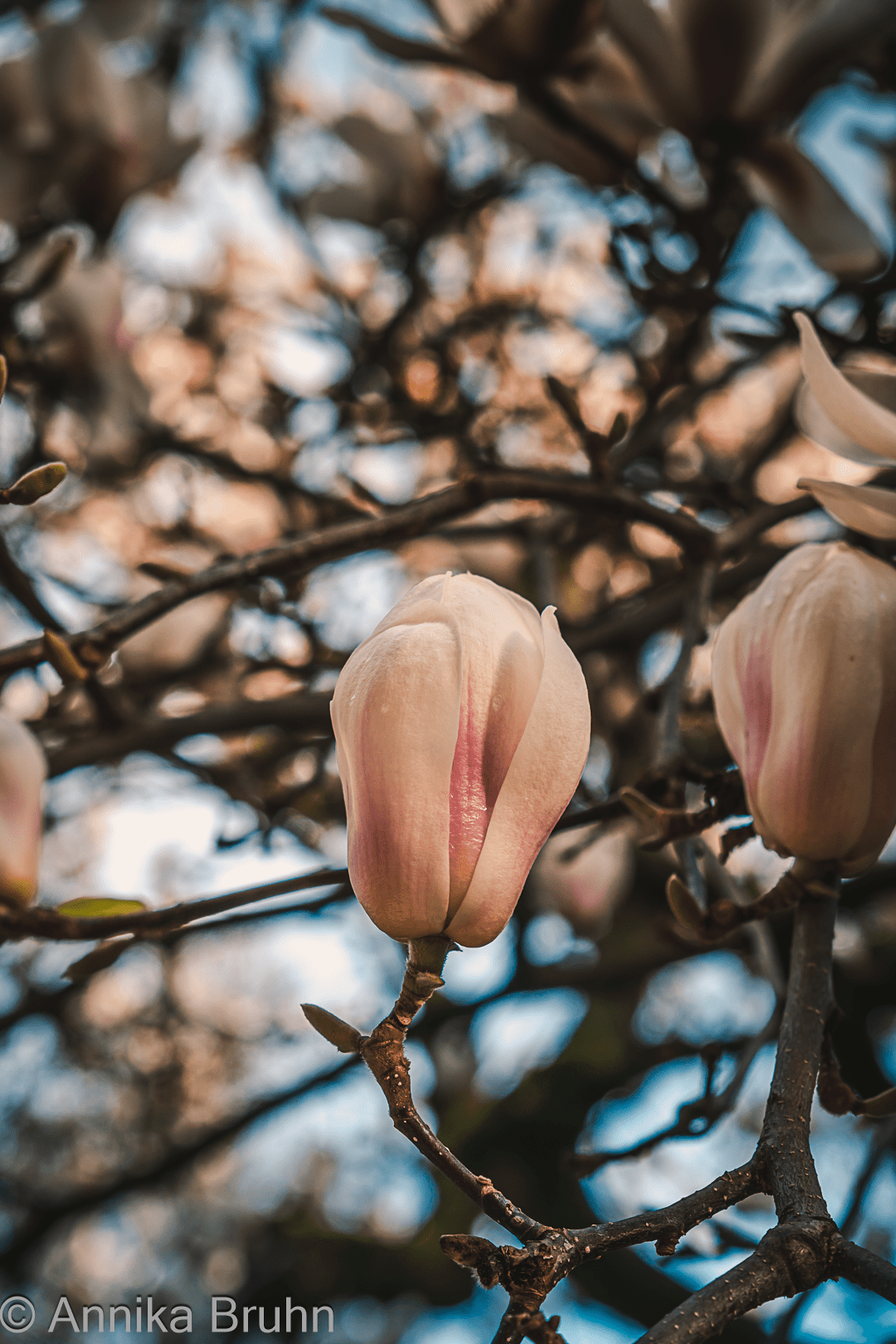 Magnolien