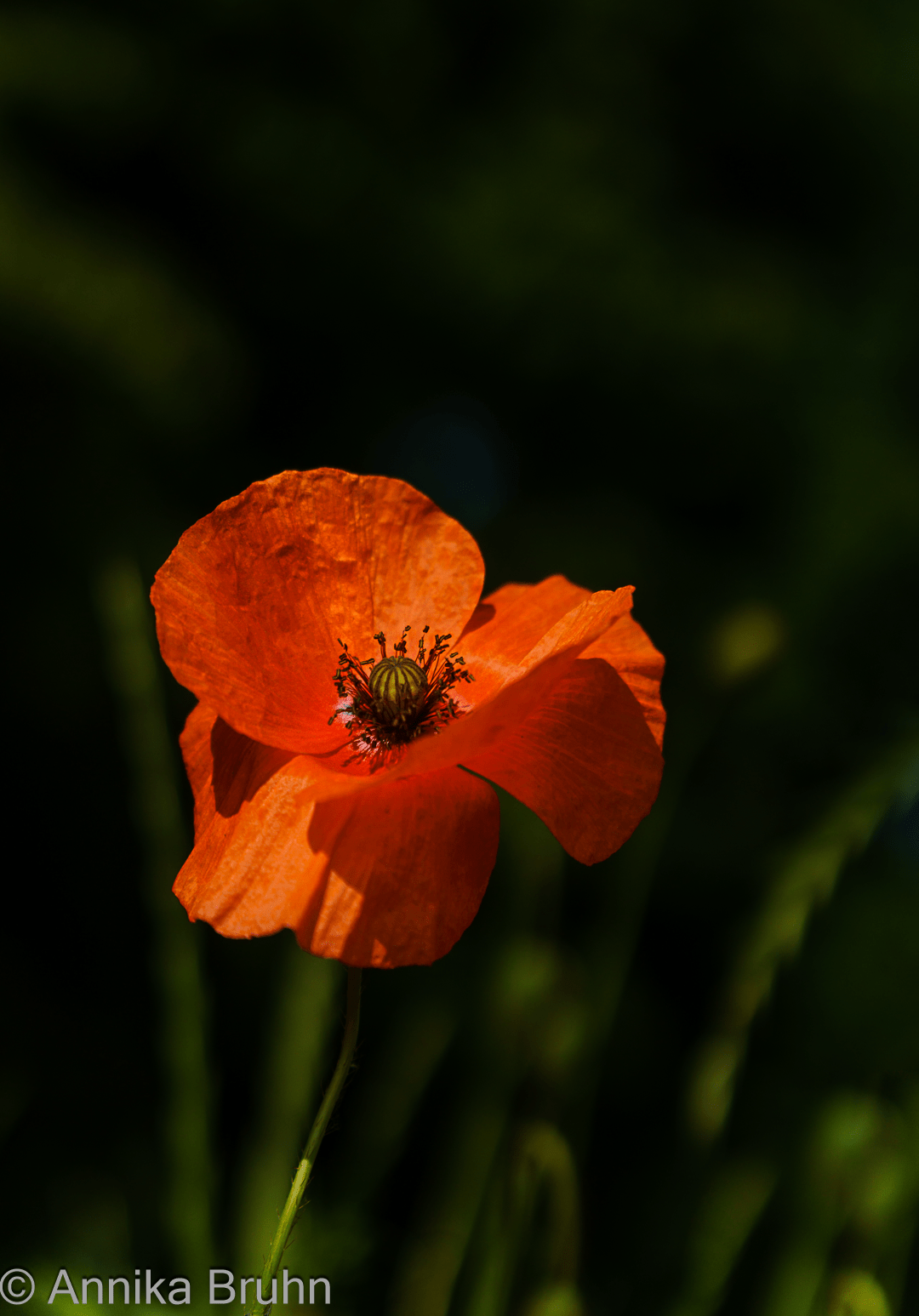 Mohnblume