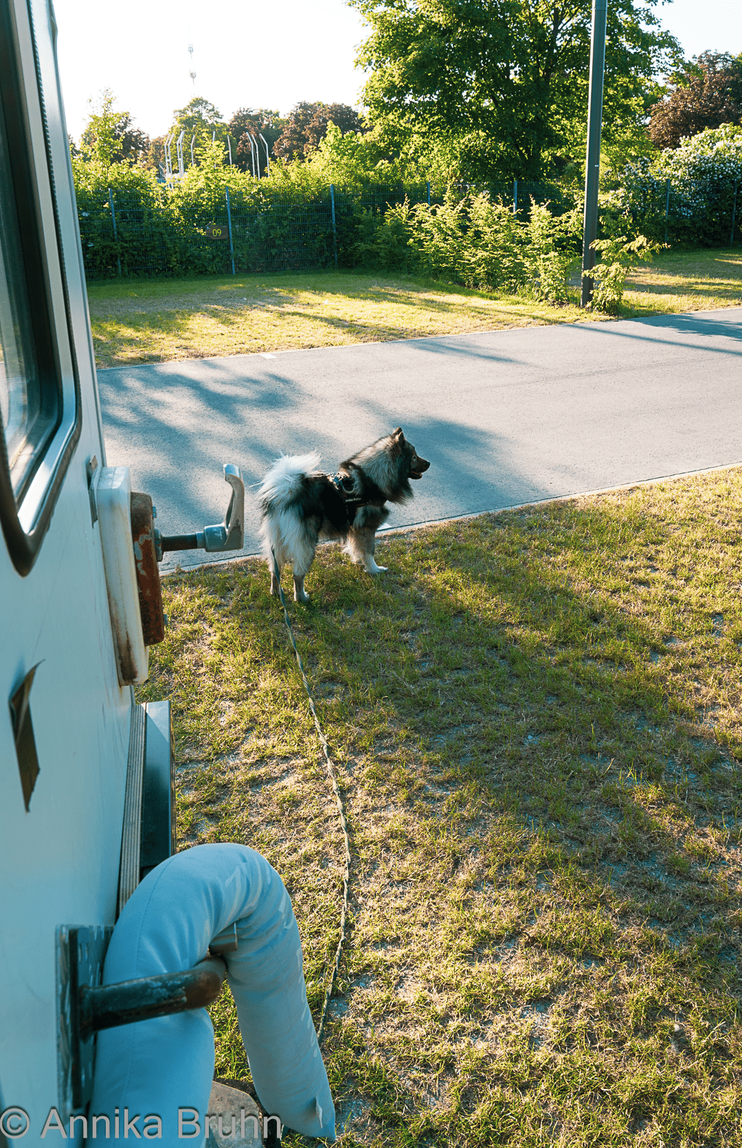 Camperhund