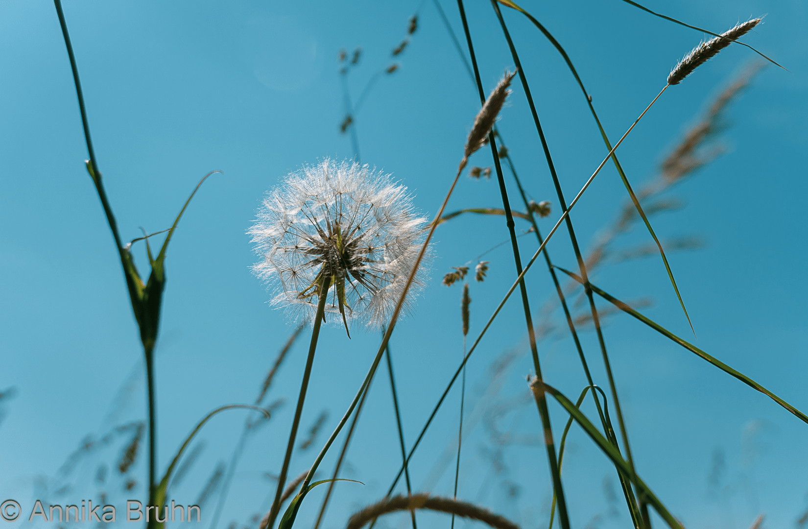 Pusteblume