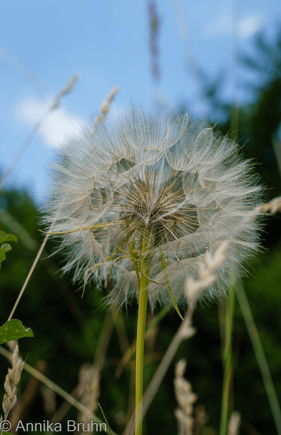 Pusteblume!