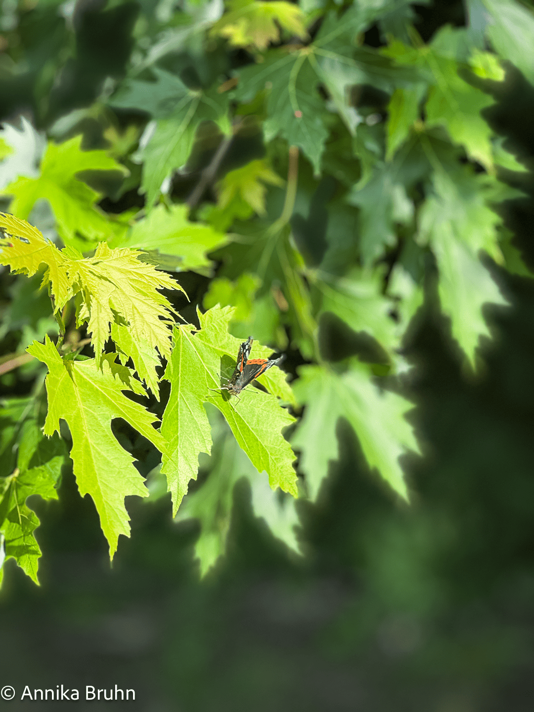 Schmetterling