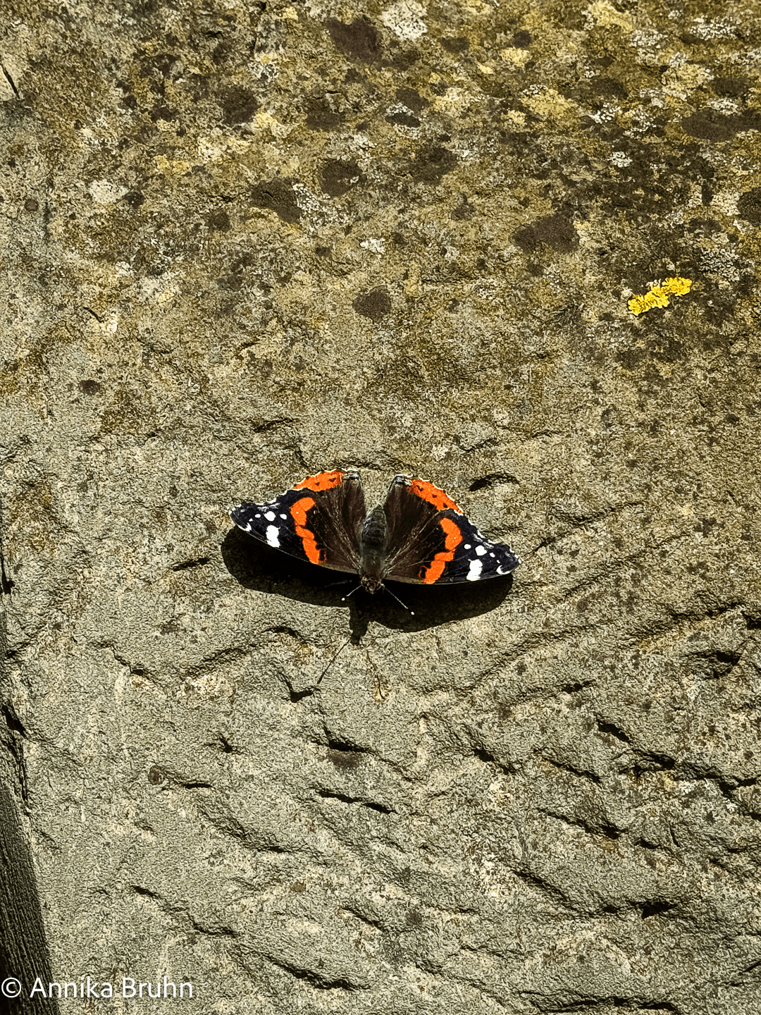 Schmetterling