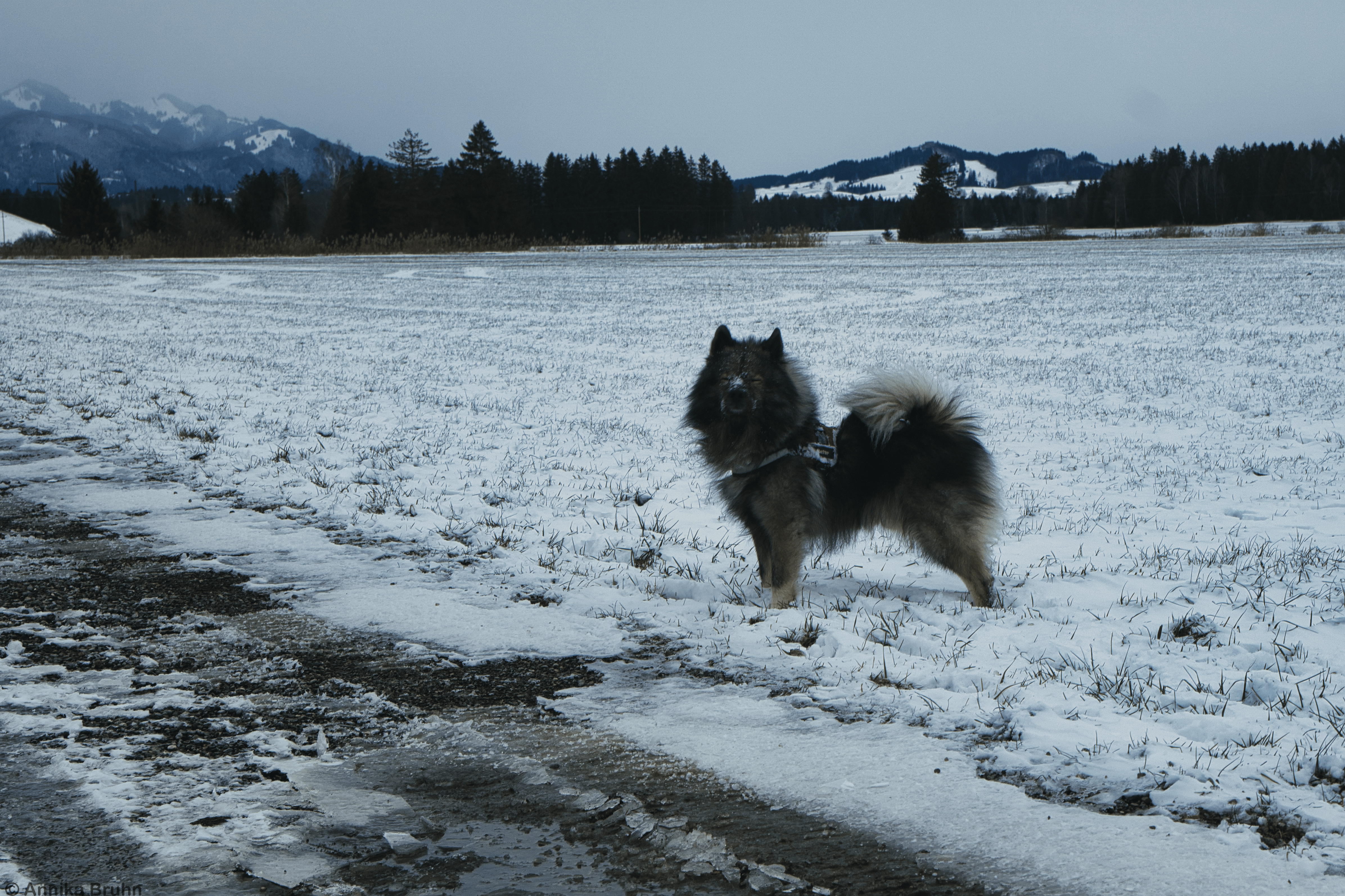 Schneehund