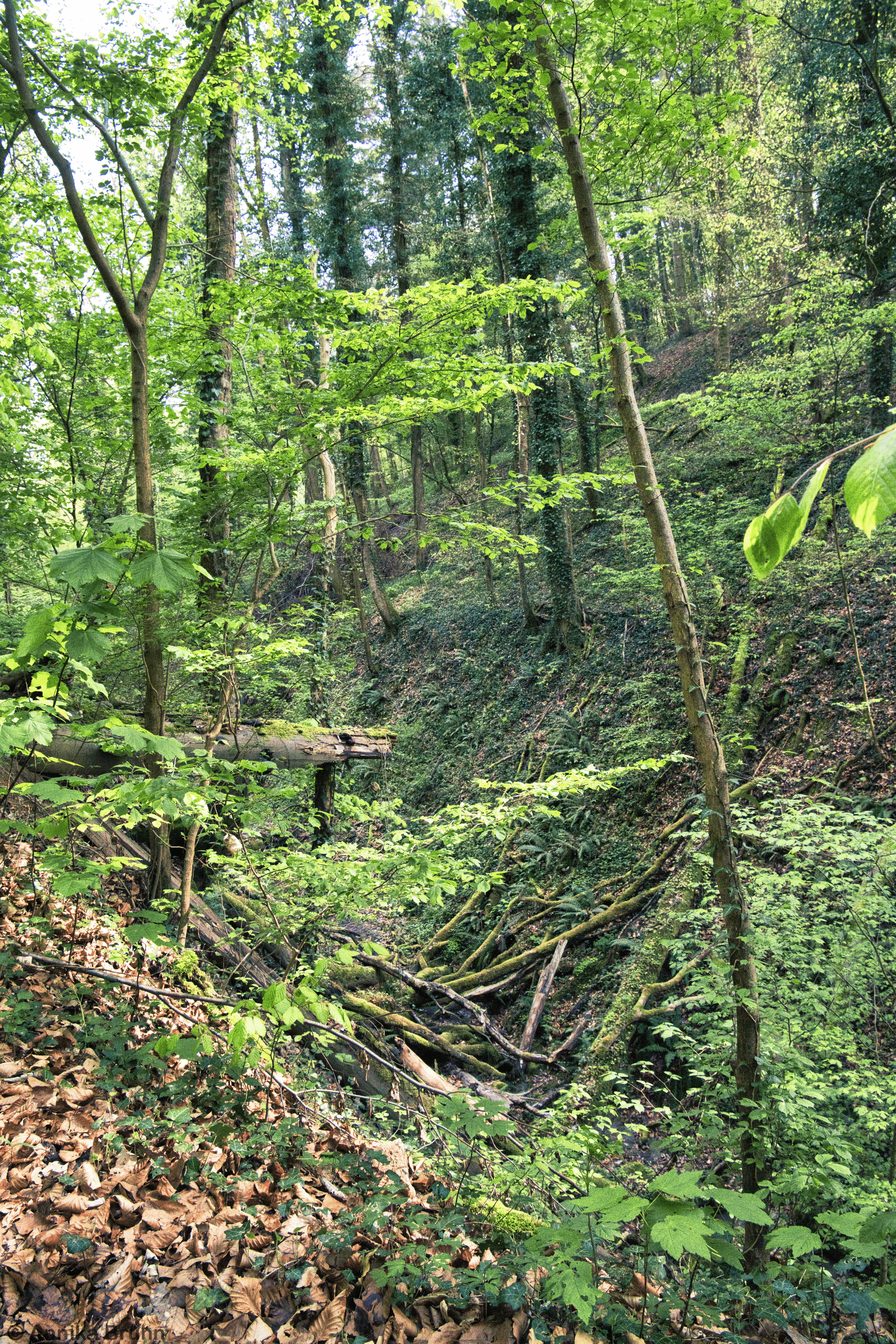 Ungeheuerklamm