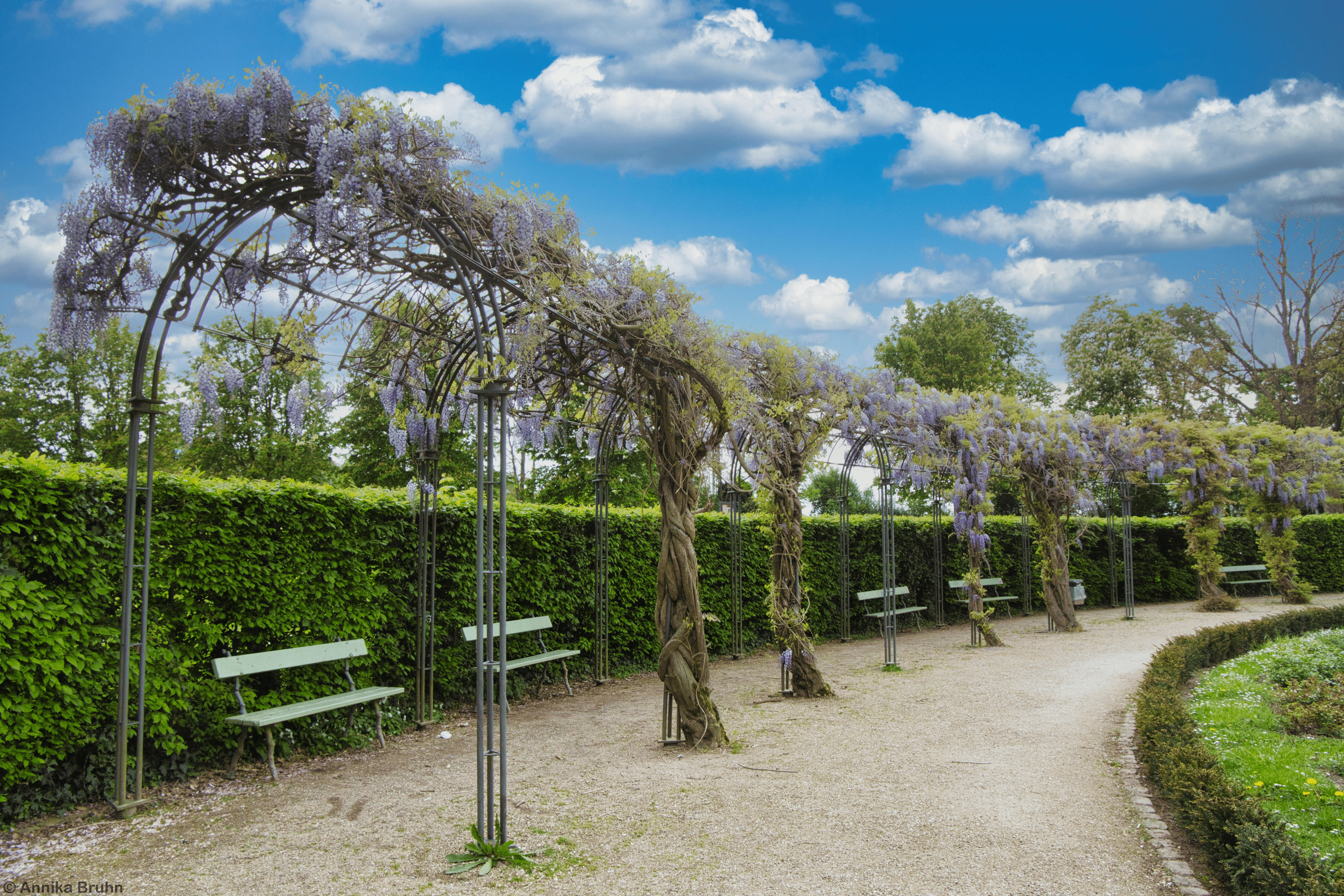 Blauregen