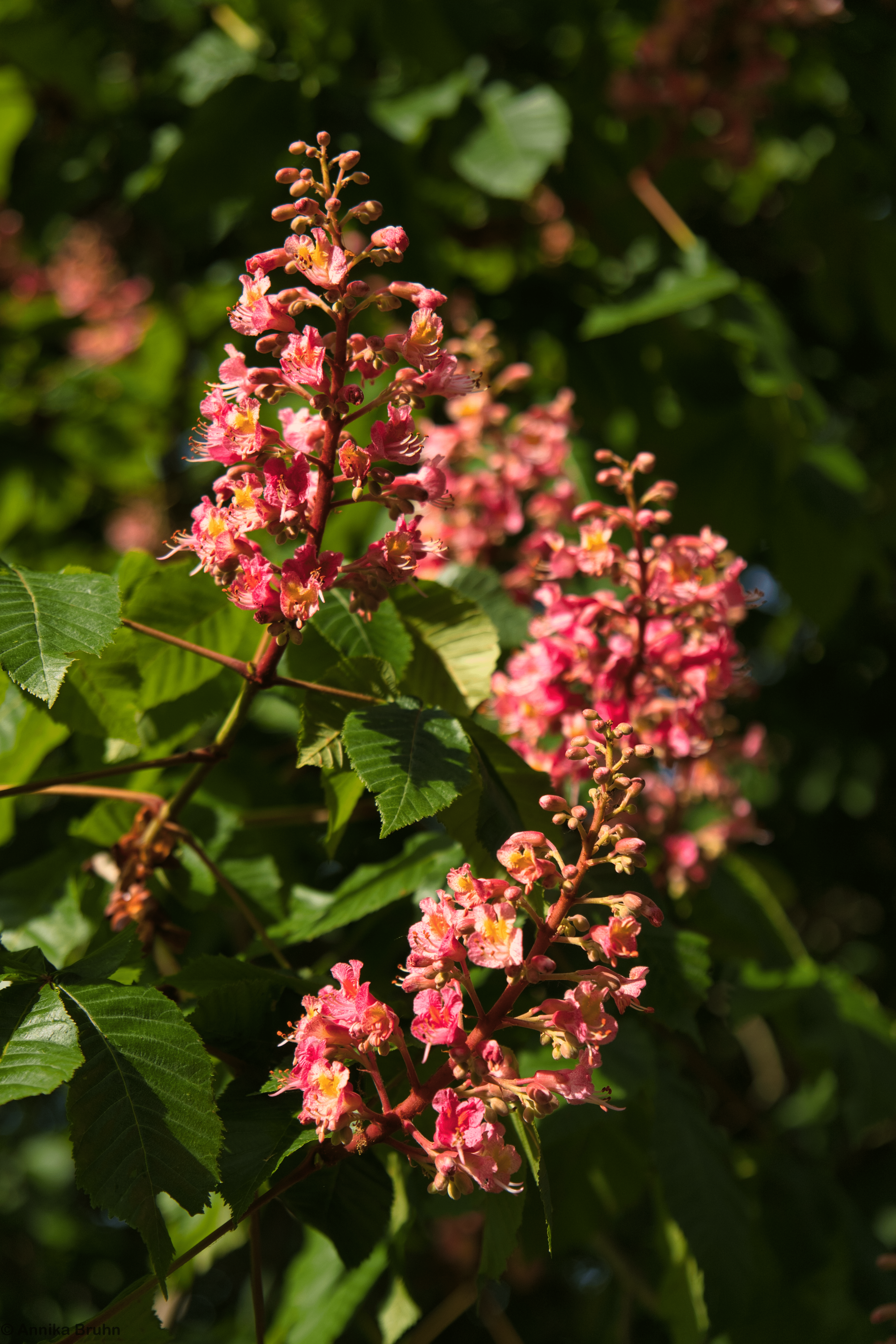 Kastanienblüte