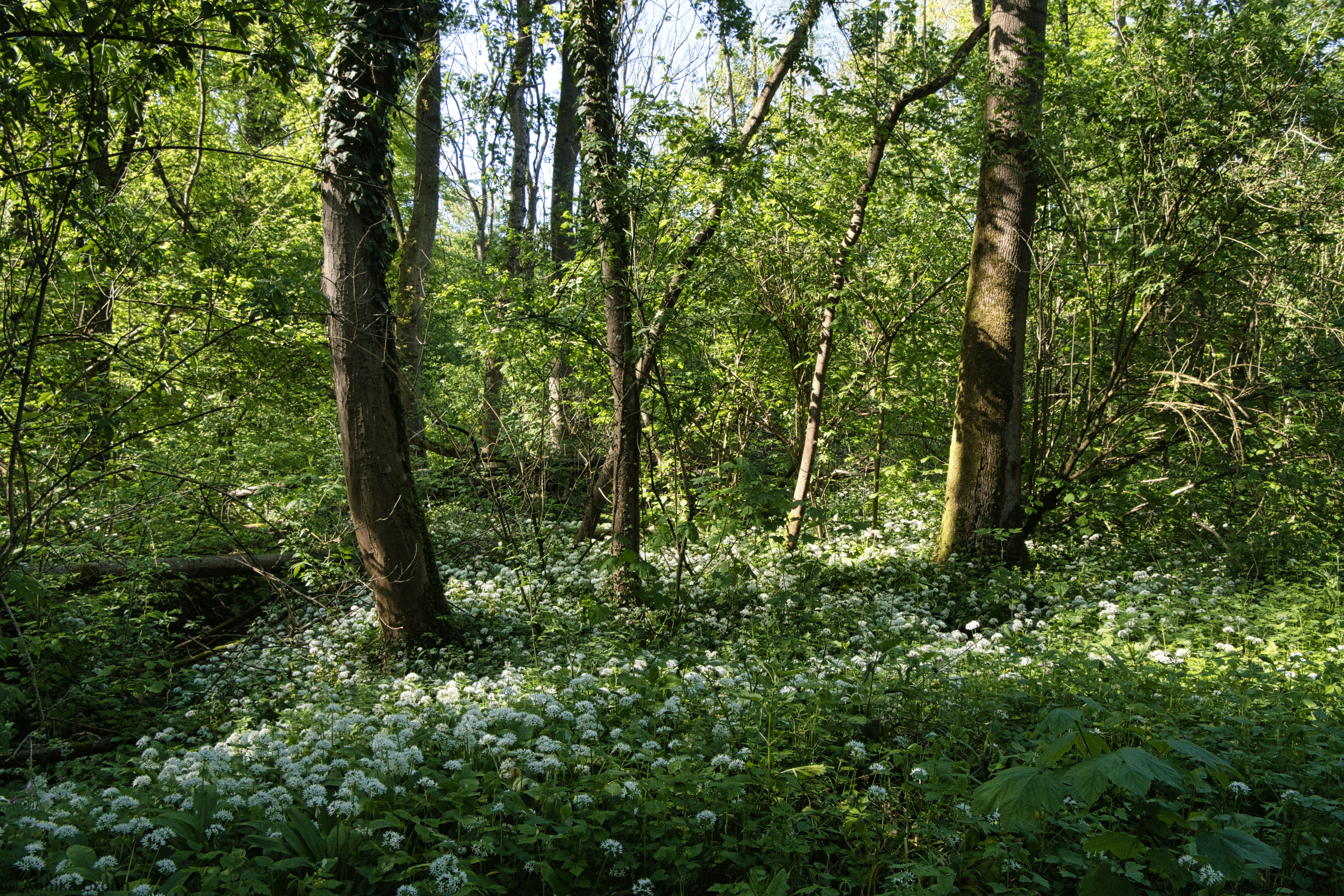 Bannwald
