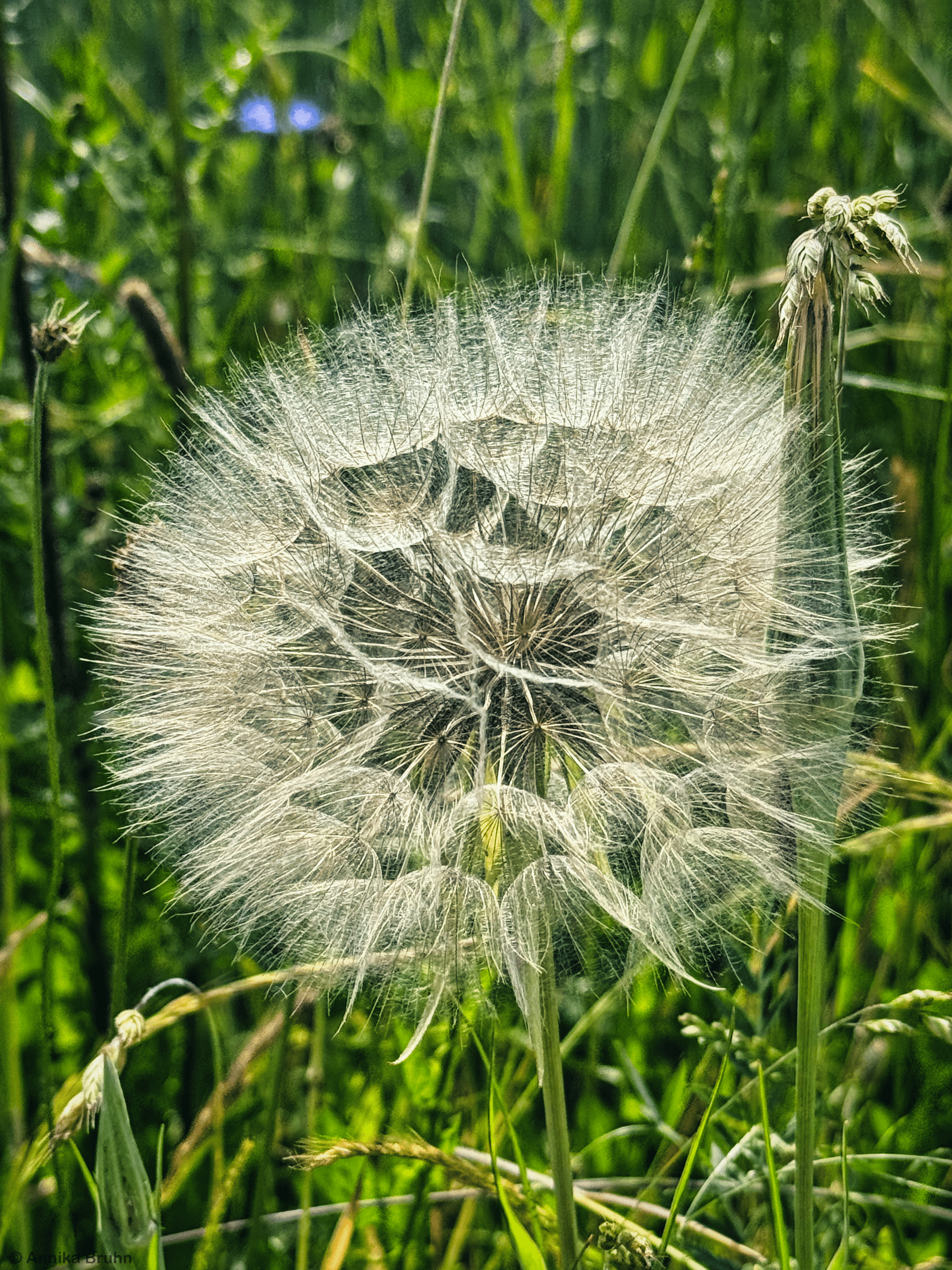 Pusteblume