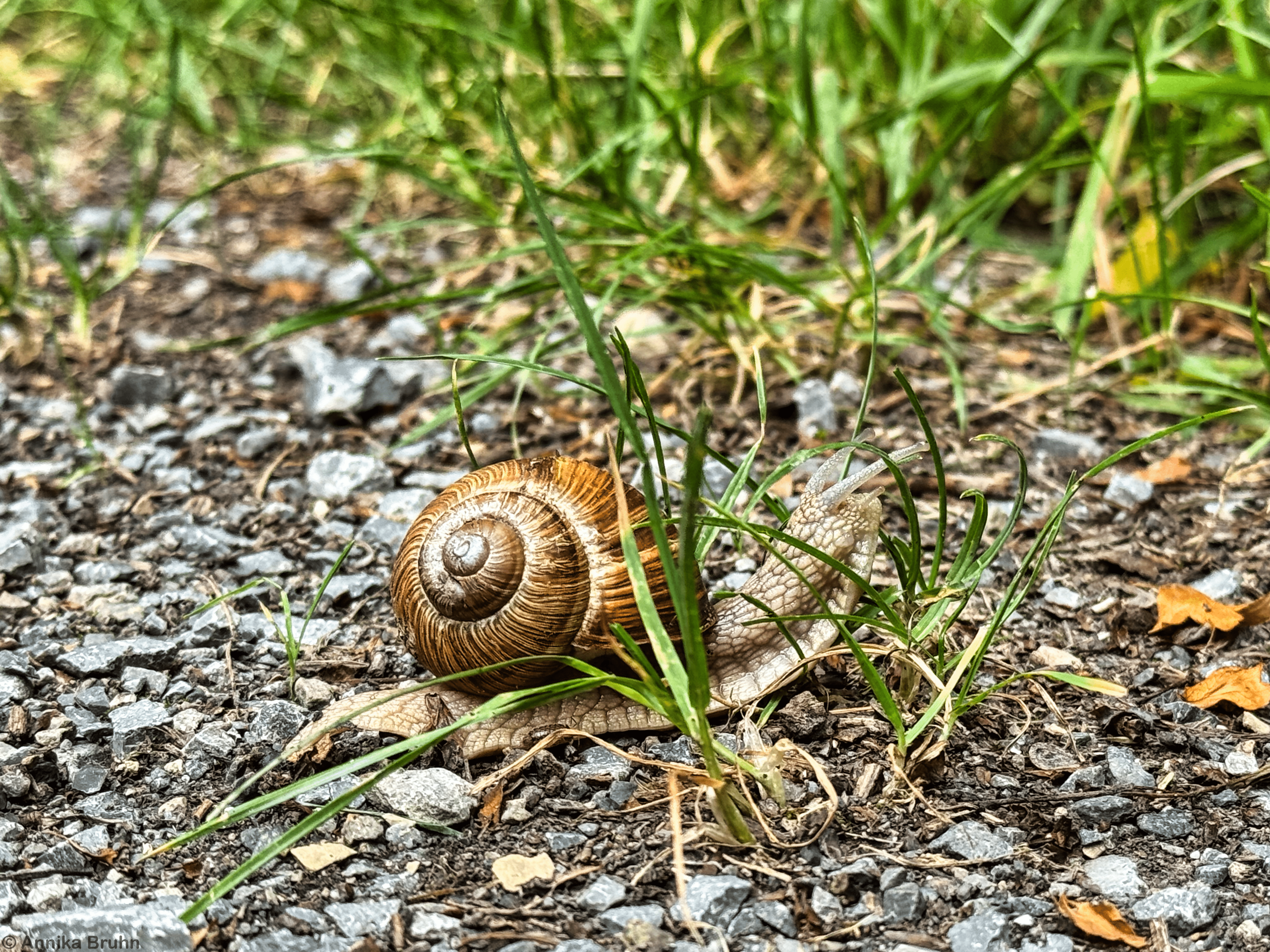 Schnecke