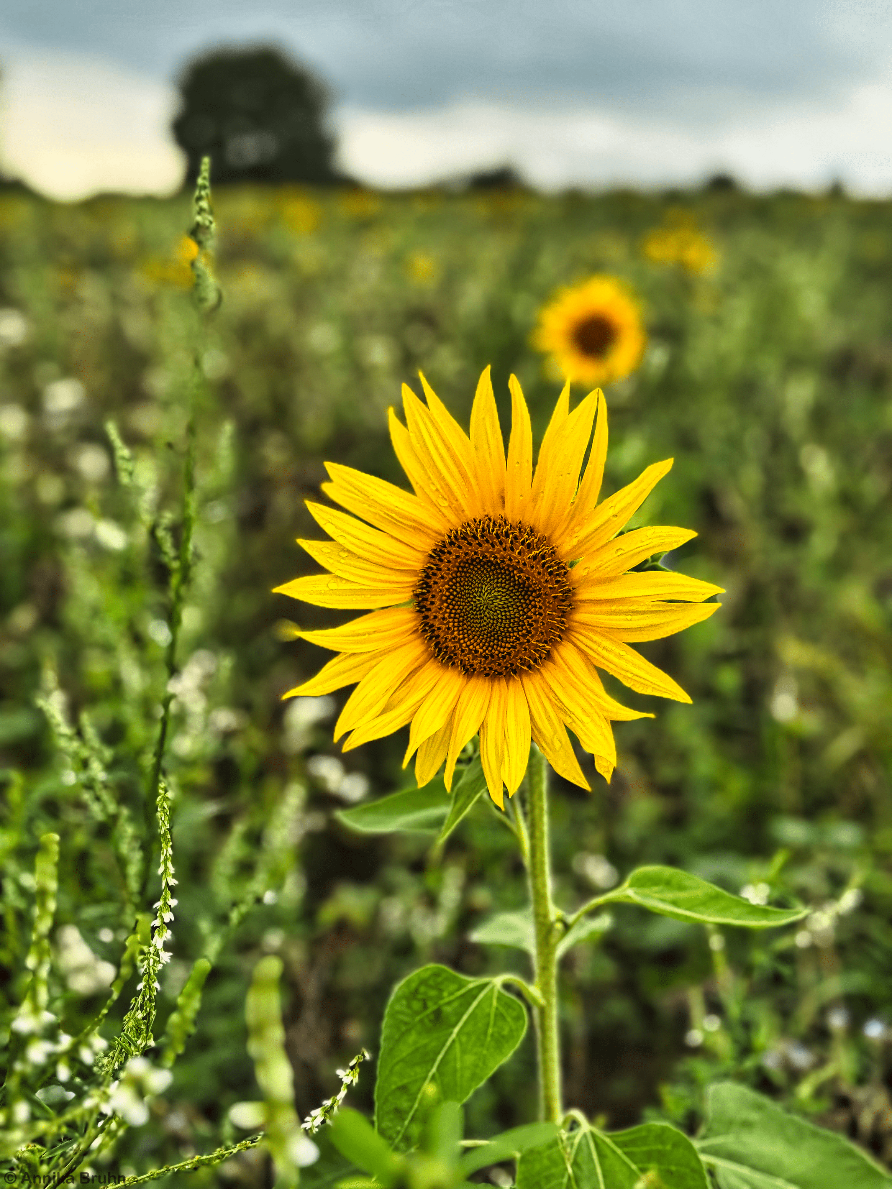 Sonnenblume