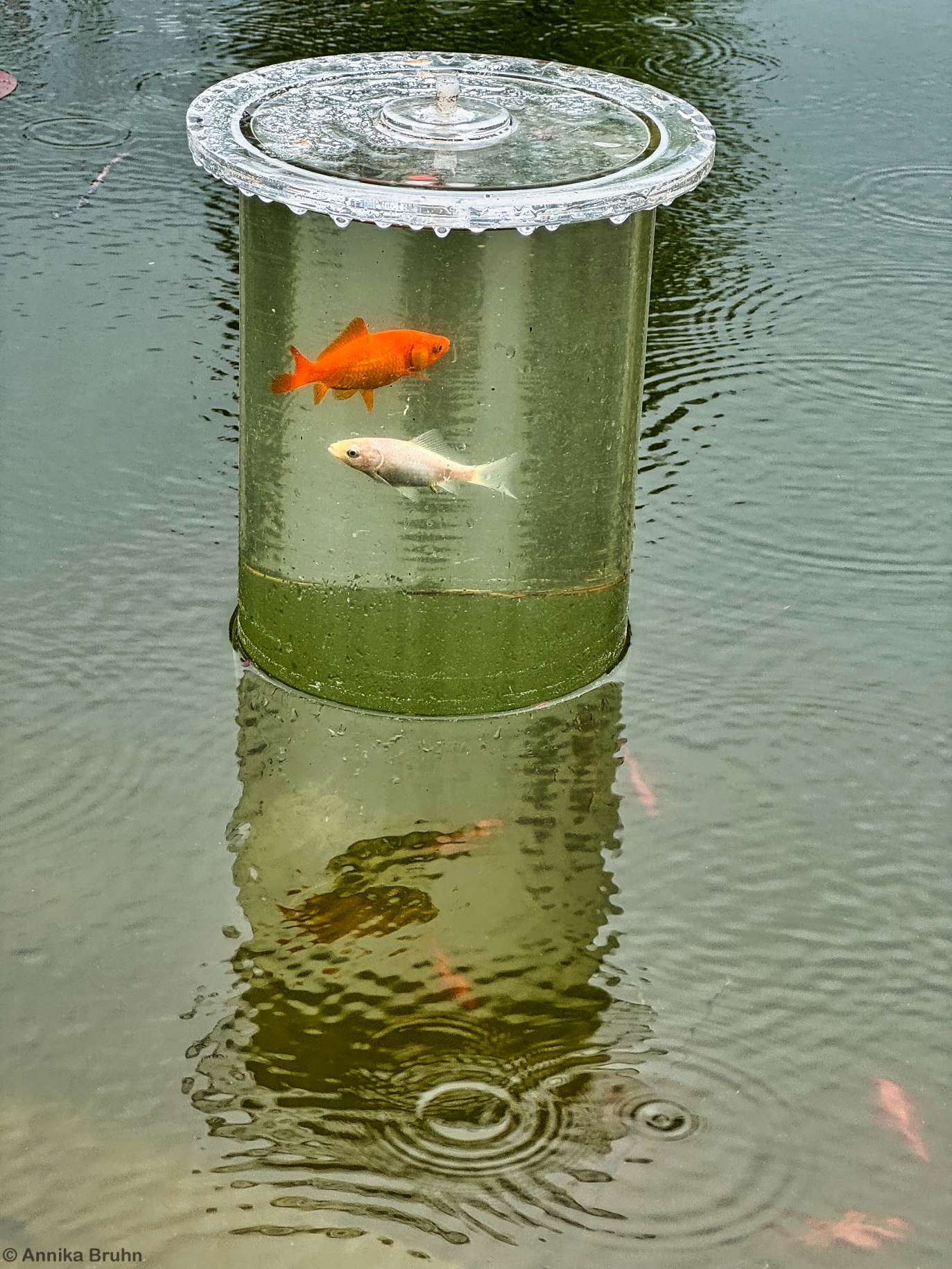 Fischsaule