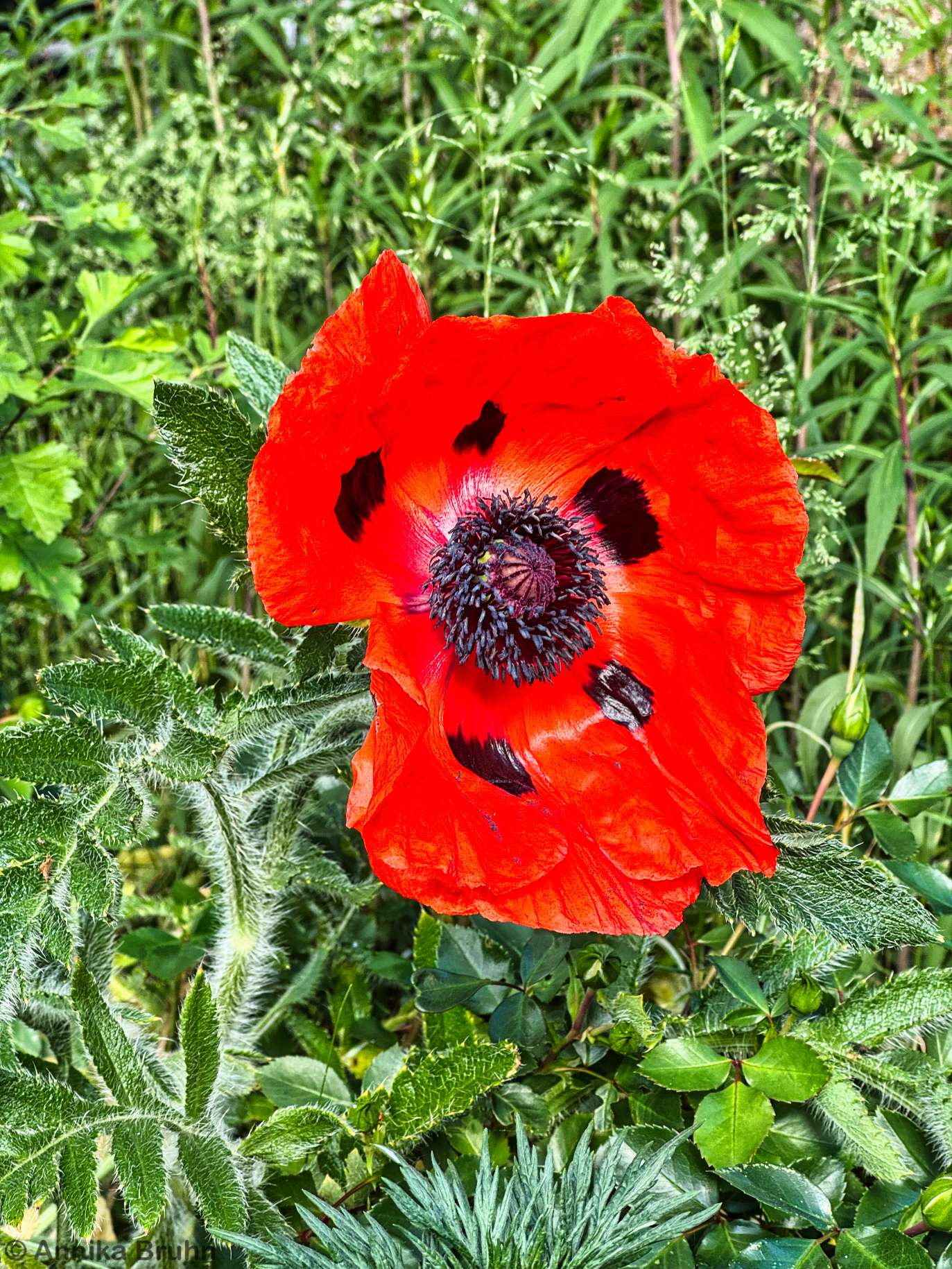 Mohn