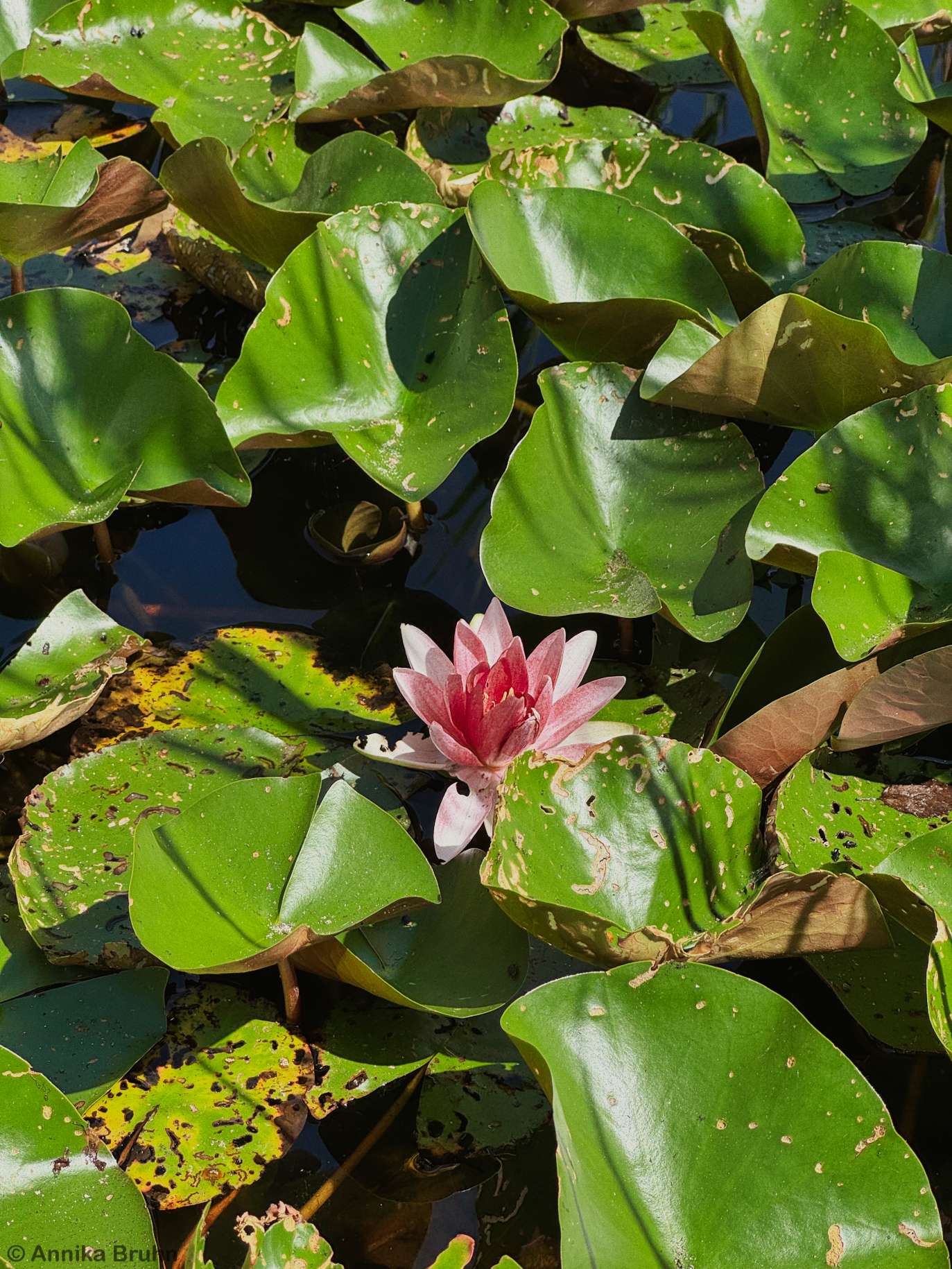 Seerose