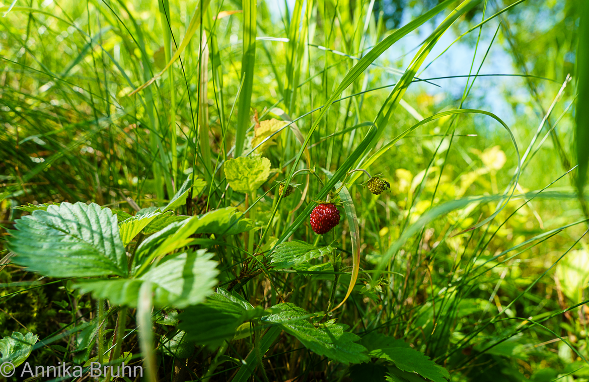 Kleine Erdbeeren am Wegesrand