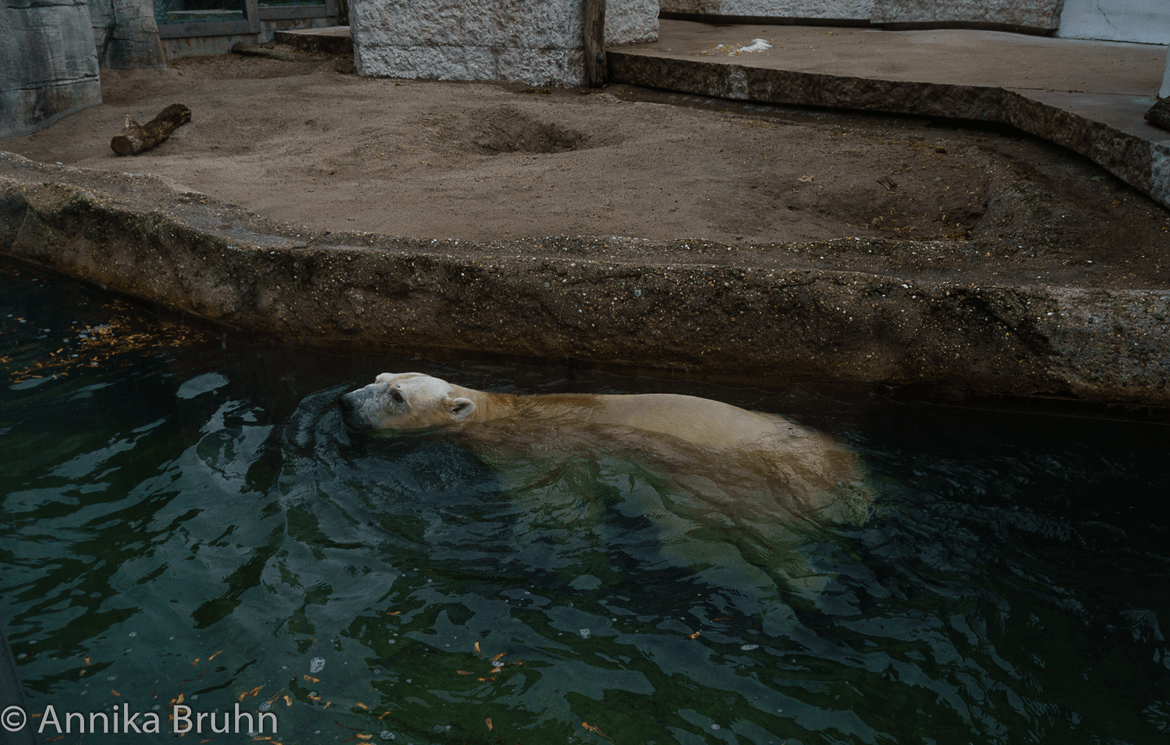 Eisbär schwimmt