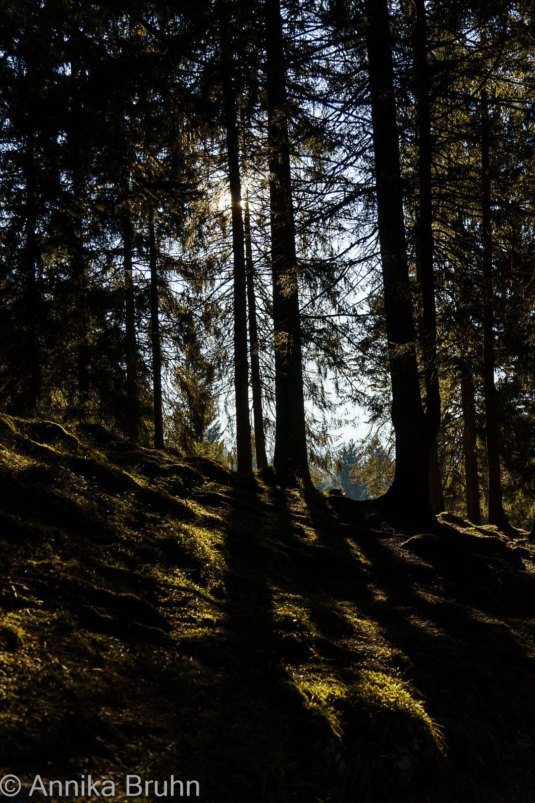 Sonnenstunde im Wald