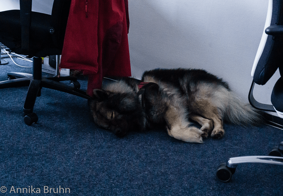 Die Schlafmütze Q im Büro