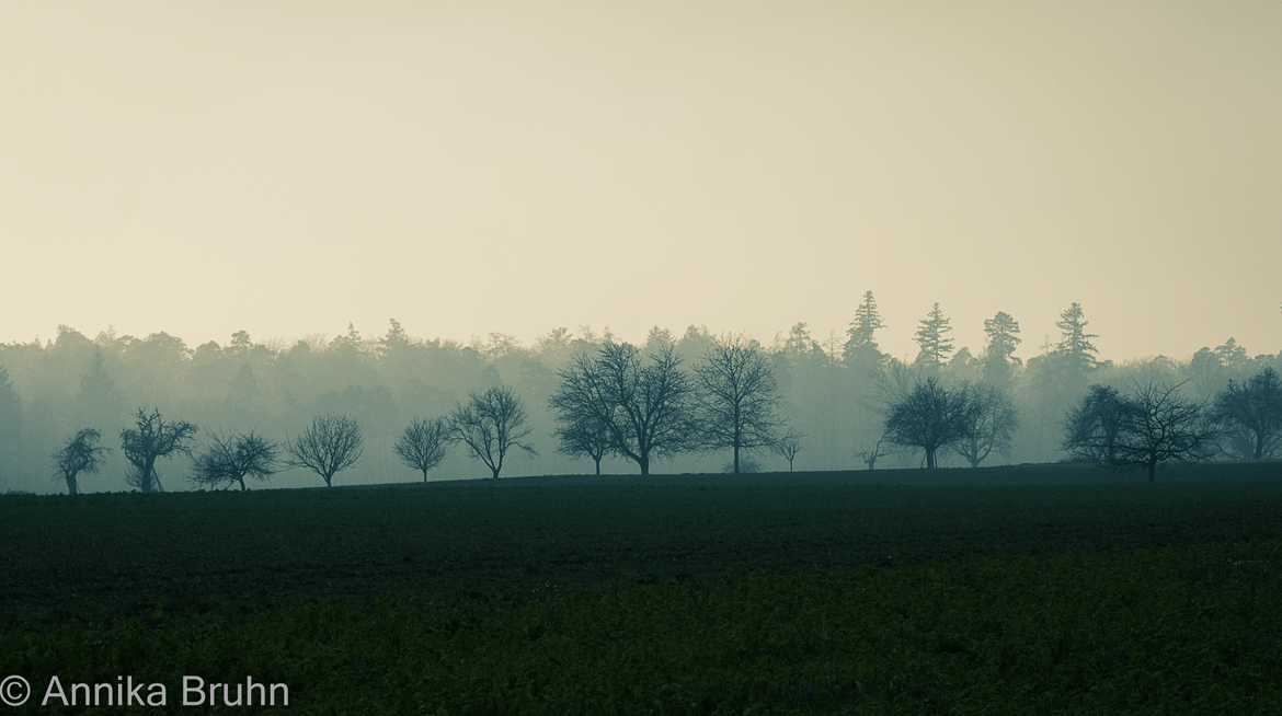 Morgendlicher Nebel