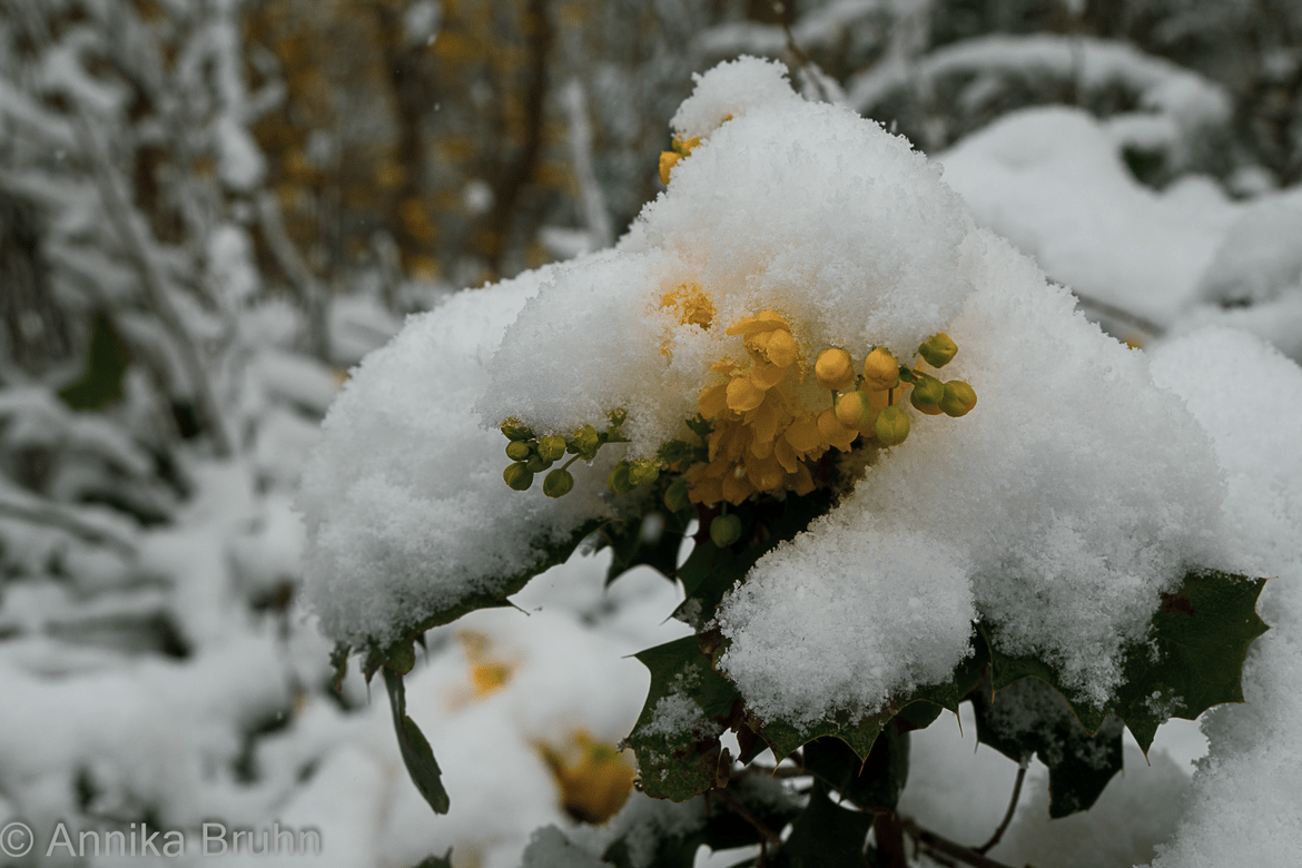 Blüten im Schneezauber